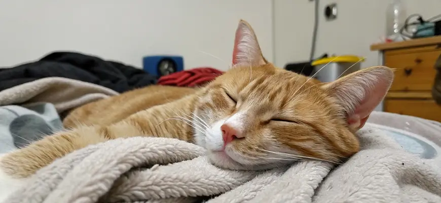 кот спит